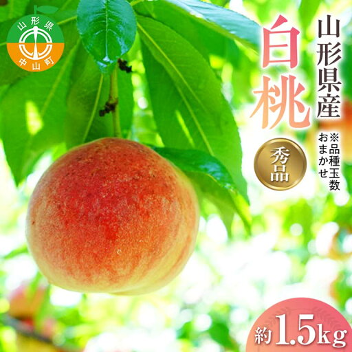 【ふるさと納税】 『令和7年産先行受付』 山形県産白桃※品種玉数おまかせ 秀品 約1.5kg F4A-0459 【ふるさと納税】 『令和7年産先行受付』 山形県産白桃※品種玉数おまかせ 秀品 約1.5kg F4A-0459