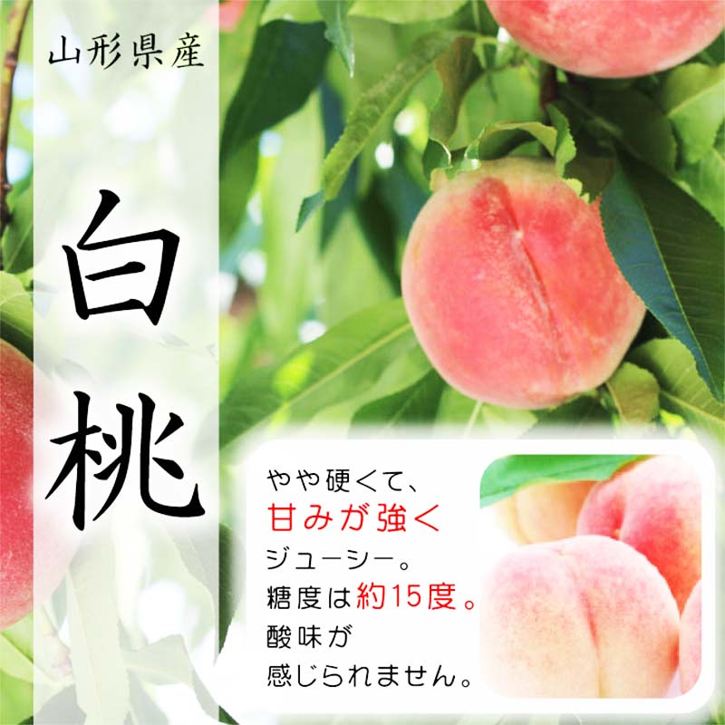 【ふるさと納税】 『令和7年産先行受付』 山形県産白桃※品種玉数おまかせ 秀品 約1.5kg F4A-0459