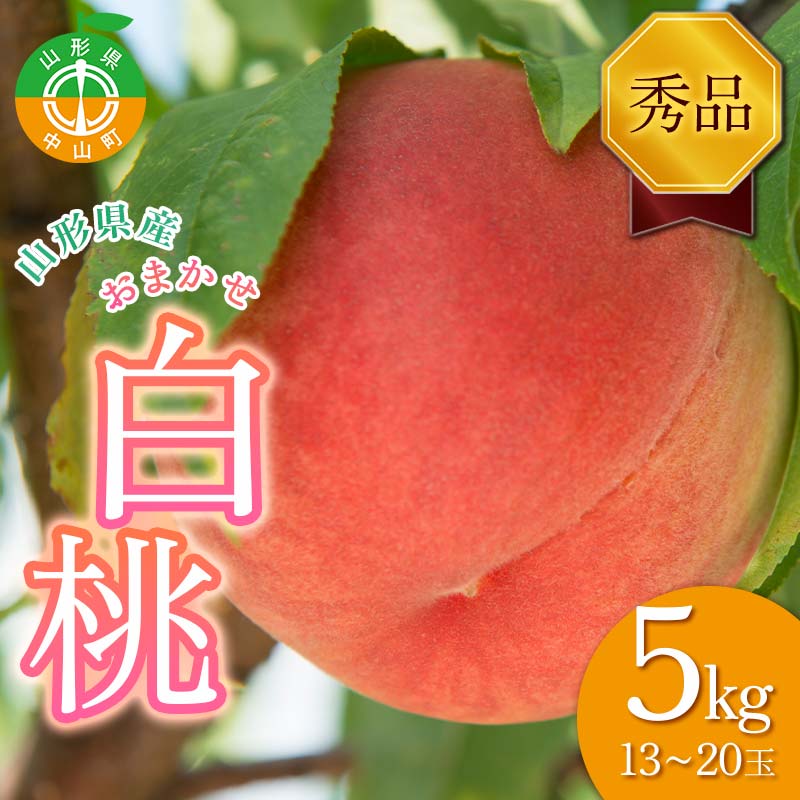 【ふるさと納税】 ≪先行予約≫山形県産 おまかせ白桃5kg（13～20玉） 秀品 2024年8月下旬から順次発送 桃 もも モモ 果物 フルーツ 夏果実 山形県 中山町 F4A-0528