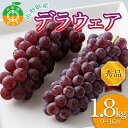 【ふるさと納税】 ≪先行予約≫山形県産 デラウェア 1.8kg（9～16房） 秀品 2024年8月上旬から順次発送 種無し 食べやすい ぶどう ブドウ 葡萄 くだもの 果物 フルーツ 夏果実 数量限定 F4A-0529