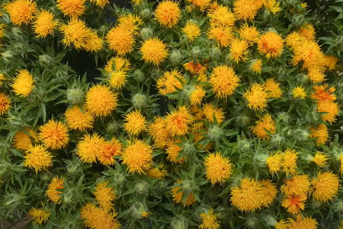 山形県河北町の画像3