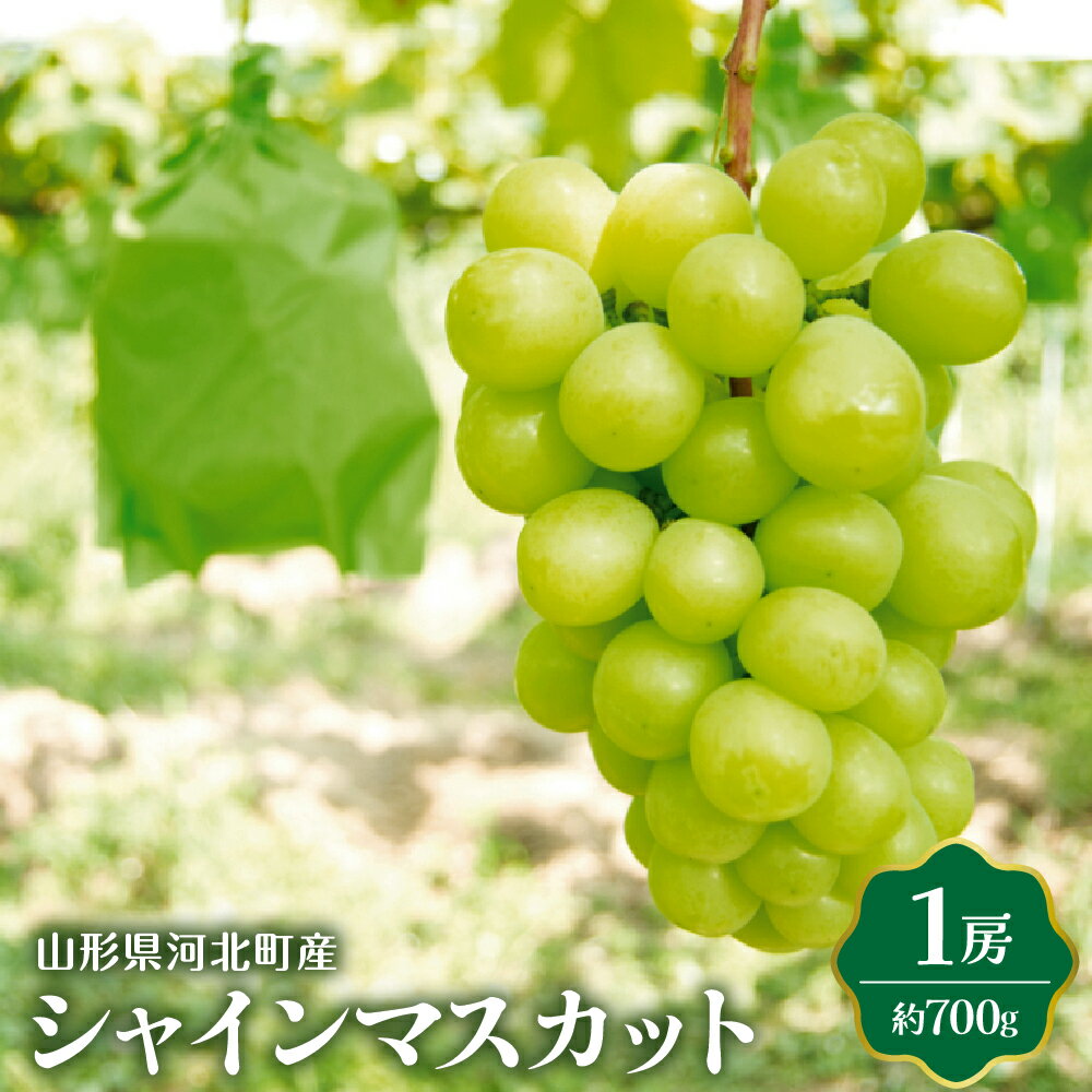 [令和6年産] シャインマスカット 700g (1房) 国産 マスカット 緑 ぶどう ブドウ 葡萄 常温便 フルーツ 果物 果肉 青果 お取り寄せ 東北 山形県 河北町 [JAさがえ西村山]