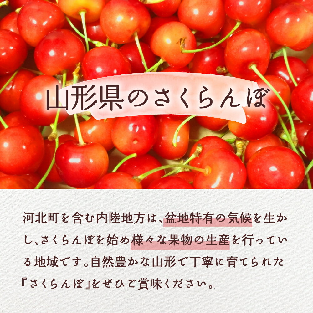 【ふるさと納税】令和6年産 さくらんぼ 紅秀峰 2L サイズ 1kg 以上 ( 500g バラ詰め × 2パック) 2024年発送 先行予約【晴天畑】山形 果物 果実 フルーツ お取り寄せ 送料無料 産地直送 山形県 河北町