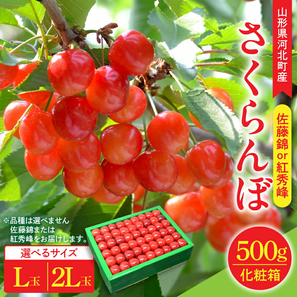 令和8年産 さくらんぼ 佐藤錦 500g or 紅秀峰 500g ( 選べる: L玉 / 2L玉 ) 手詰め 特秀品 ギフト 化粧箱 | フルーツ くだもの 果物 サクランボ 贈り物 ギフト 贈答 産地直送 山形県 河北町