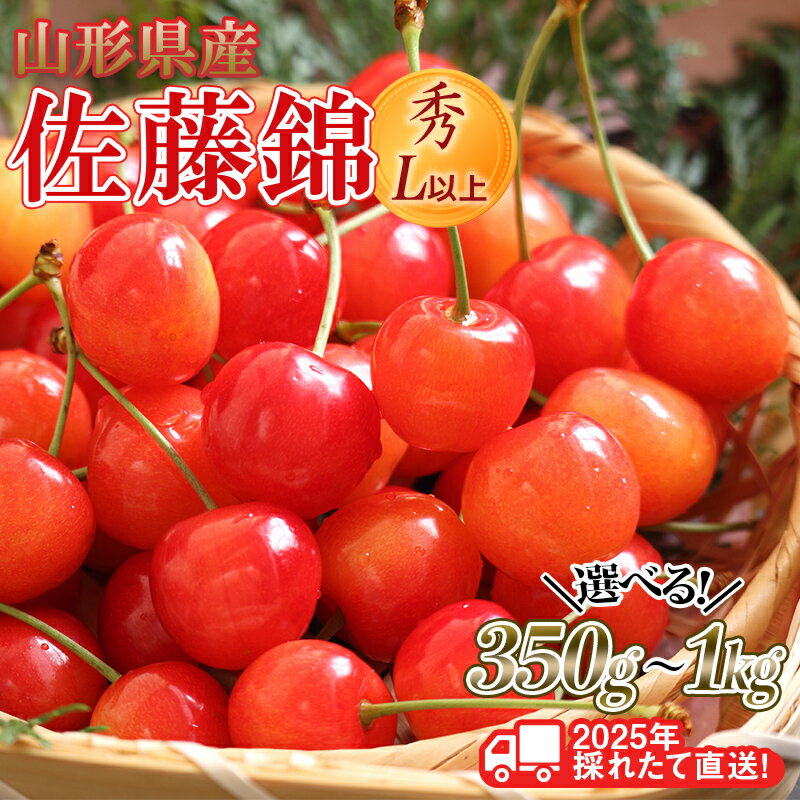 【ふるさと納税】≪先行予約≫2025年 山形県産 さくらんぼ 佐藤錦 《容量が選べる 350g / 500g / 400g / 800g / 1kg 》 秀/L以上 バラパック詰め 2025年6月中旬頃より発送 果物 くだもの フルーツ 夏果実 サクランボ 桜桃 高級 贈答 ギフト 山形県 西川町 FYN6-028varのサムネイル