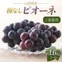【ふるさと納税】 《2025年先行予約》ご家庭用 山形県産 ぶどう ピオーネ 約1.6kg(2〜4房) 2025年8月下旬から順次発送 葡萄 ブドウ 種無し 夏...