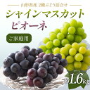 【ふるさと納税】 《2025年先行予約》 ご家庭用 山形県産 シャインマスカット ピオーネ 詰合せ 約1.6kg(2〜4房) 2025年8月下旬から順次発送 葡...