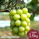 【ふるさと納税】 家庭用 山形県産 シャイマスカット 約1.6kg(3~4房) 2025年9月下旬から順次発送 大粒ぶどう ぶどう ブドウ 葡萄 シャイン マスカット 種なし 大粒 高級 くだもの フルーツ 果物 自宅 家庭 訳あり ワケアリ 産地直送 数量限定 山形県 西川町 月山 FYN6-200