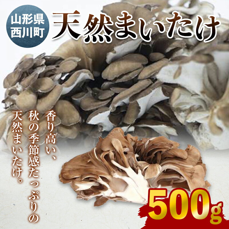 【ふるさと納税】《先行予約》山形県西川町産 天然まいたけ 500g FYN9-028のサムネイル