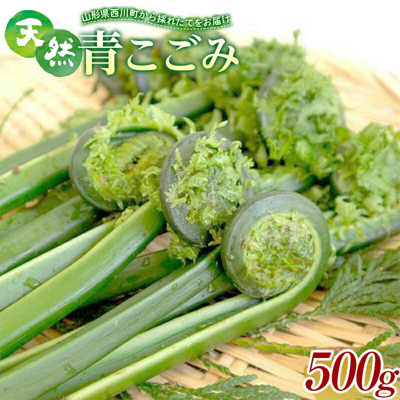 【ふるさと納税】 《先行予約》『山菜ときのこの里西川町』 山里の春の香り 天然青こごみ 500g こごみ FYN9-146のサムネイル