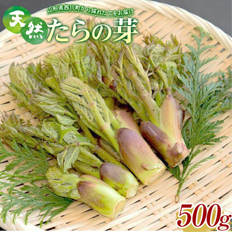 【ふるさと納税】《先行予約》『山菜ときのこの里西川町』 山里の春の香り 天然たらの芽 500g FYN9-150