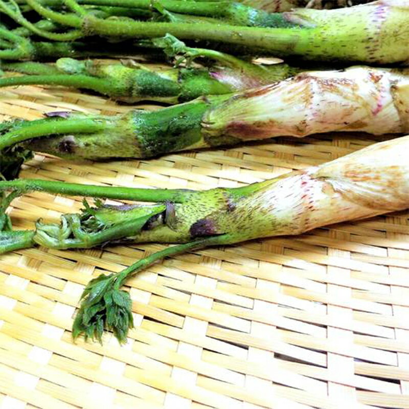 【ふるさと納税】 《先行予約》『山菜ときのこの里西川町』 山里の春の香り 天然ウド 1kg うど FYN9-152