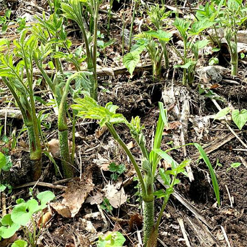 【ふるさと納税】 《先行予約》『山菜ときのこの里西川町』 山里の春の香り 天然ウド 1kg うど FYN9-152
