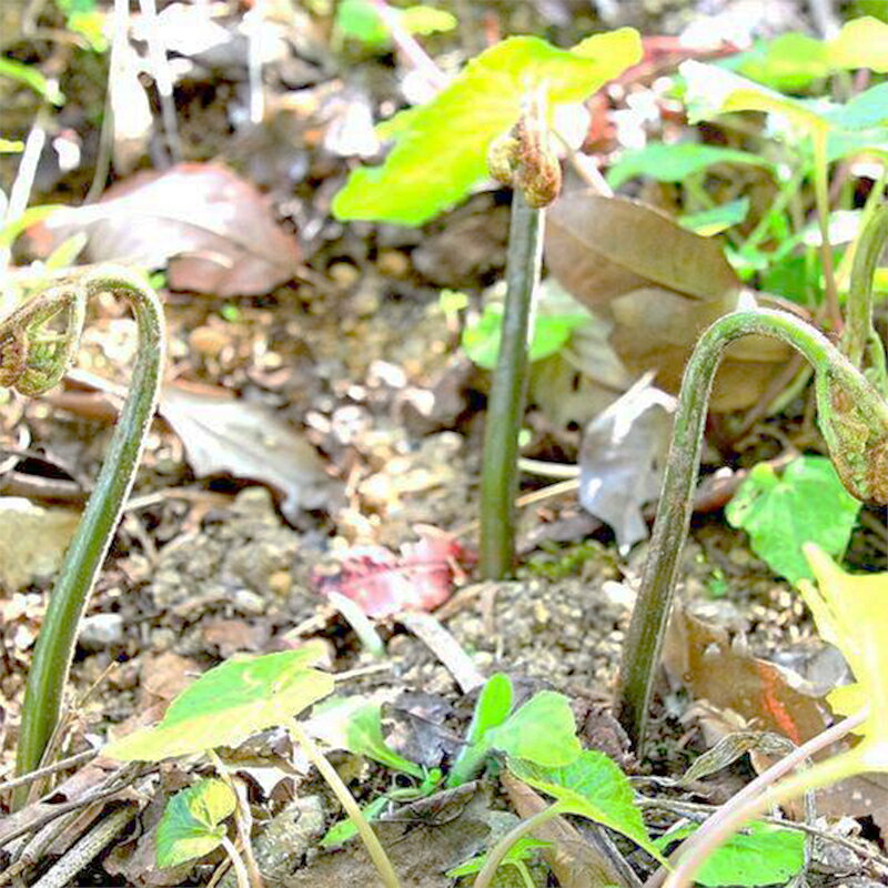 【ふるさと納税】《先行予約》『山菜ときのこの里』 山里の春の香り 天然わらび 1kg FYN9-154