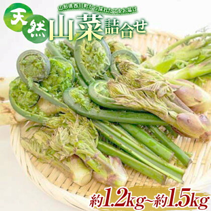 《先行予約》『山菜ときのこの里』 山里の春の香り 天然山菜詰合せ 約1.2kg～1.5kg FYN9-940