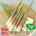 【ふるさと納税】 《2025年先行予約》山形県 西川町産 山菜 根曲がり筍 (ネマガリタケ) 1kg 2025年5月上旬から順次発送 採れたて 野菜 やさい 山菜 さんさい 山 山の幸 期間限定 産地直送 山形県 西川町 月山 FYN9-158