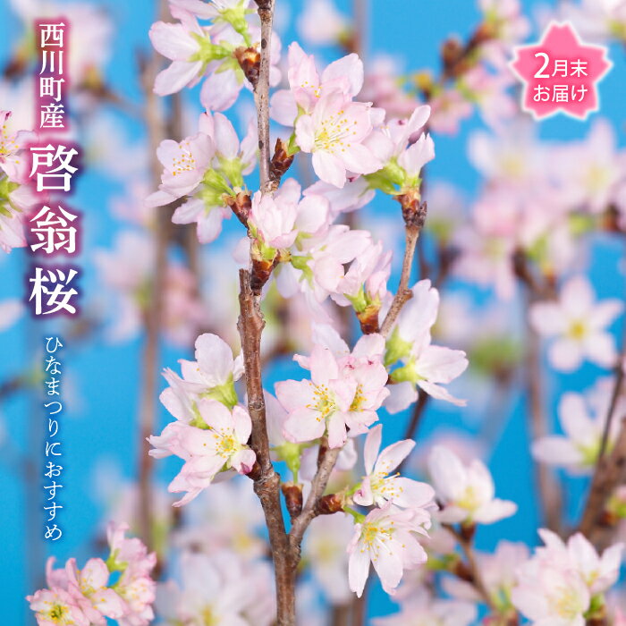 3位! 口コミ数「0件」評価「0」 【2025年2月末お届け】 山形県 西川町産 啓翁桜 1束(80cm×10本) 2025年2月下旬から順次発送 ひな祭り 雛祭り 春 桜 ･･･ 