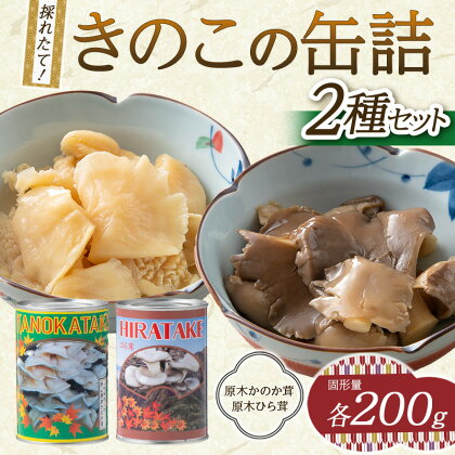 きのこの缶詰2種セット（原木ひら茸・原木かのか茸）（400g×2種） 水煮 加工食品 山形県 西川町 FYN9-545