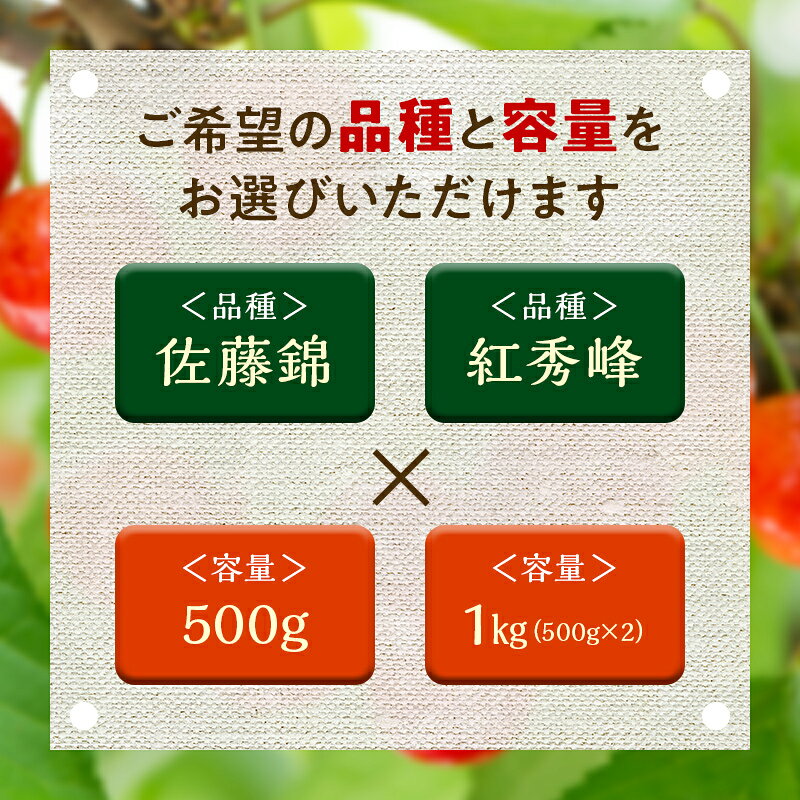 【ふるさと納税】 《2026年先行予約》山形県産 さくらんぼ 選べる品種・容量 佐藤錦 紅秀峰 500g 1kg秀 L以上 バラパック詰め 2026年6月上旬から順次発送 果実 果物くだもの フルーツ 化粧箱 贈り物 ギフト 贈答用 家庭用 自宅用 産地直送 山形県 西川町 月山 FYN9-602var