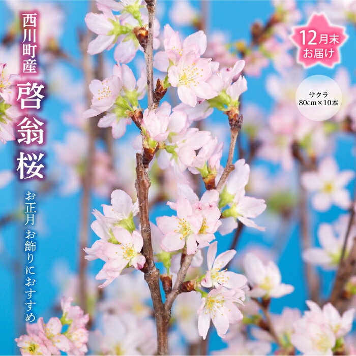 【ふるさと納税】《2023年12月末お届け》 山形県 西川町産 啓翁桜1束(80cm ×10本) 桜 さくら サクラ ケイオウ お正月 年末 年始 年賀 飾り 花 フラワー インテリア FYN9-603のサムネイル