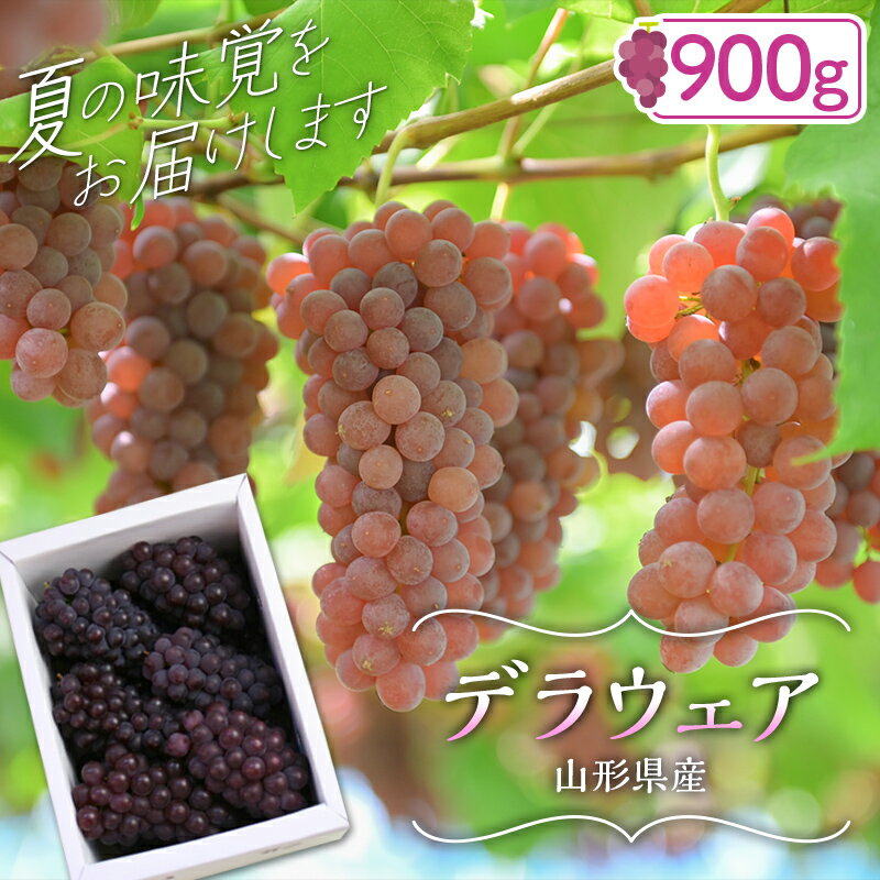 ≪2025年先行予約≫山形県産 デラウェア 900g(5〜8 房)秀品 2025年8月上旬から順次発送 種無し 小粒 食べやすい ぶどう ブドウ 葡萄 くだもの 果物 フルーツ 夏果実 箱入り 中元 贈り物 ギフト 自宅 家庭 産地直送 山形県 西川町 月山 FYN9-918