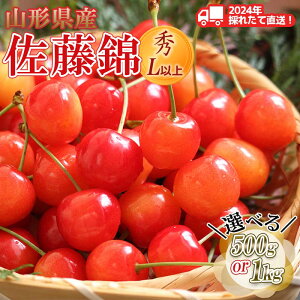 【ふるさと納税】≪先行予約≫2024年 山形県産 さくらんぼ 佐藤錦 《容量が選べる 500g / 1kg 》 秀/L以上 バラパック詰め 2024年6月中旬頃より発送 果物 くだもの フルーツ 夏果実 サクランボ チェリー 桜桃 高級 贈答 ギフト 産地直送 山形県 西川町 月山 FYN9-935var