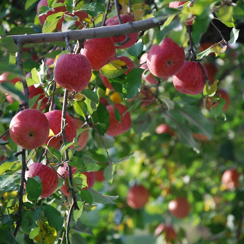 【ふるさと納税】 【選べる容量】 ≪2025年先行予約≫ ご家庭用 山形県産 品種おまかせ りんご 赤色系 2kg～10kg 2025年10月上旬から順次発送 果物 くだもの フルーツ 林檎 生産者支援 農業者支援 支援品 自宅用 家庭用 訳アリ ワケアリ 山形県 西川町 月山 FYN9-968var
