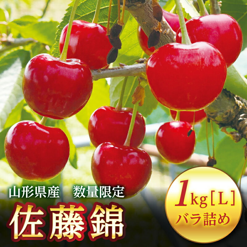 [先行予約]2024年 山形県産 さくらんぼ 佐藤錦 1kg バラ詰め 秀 Lサイズ以上 2024年6月中旬から順次発送 フルーツ くだもの 果物 西川町 月山 FYN9-256