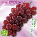 《先行予約》2024年 山形県産 デラウェア 2kg 2024年8月上旬から順次発送 ぶどう ブドウ 葡萄 甘い 小粒 種なし くだもの フルーツ 果物 夏果実...