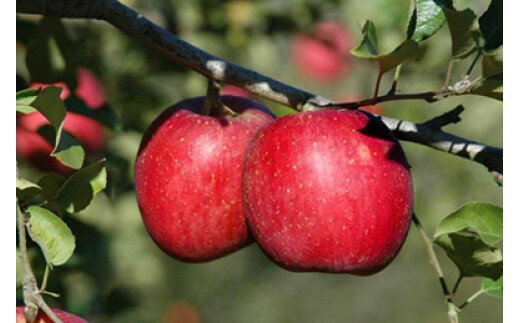 特選 りんご 無袋ふじ 秀 〜 特秀 3kg 目安 9玉 山形県産 特産 果物 山形県 朝日町産 フルーツ サンふじ リンゴ 林檎 冬 送料無料