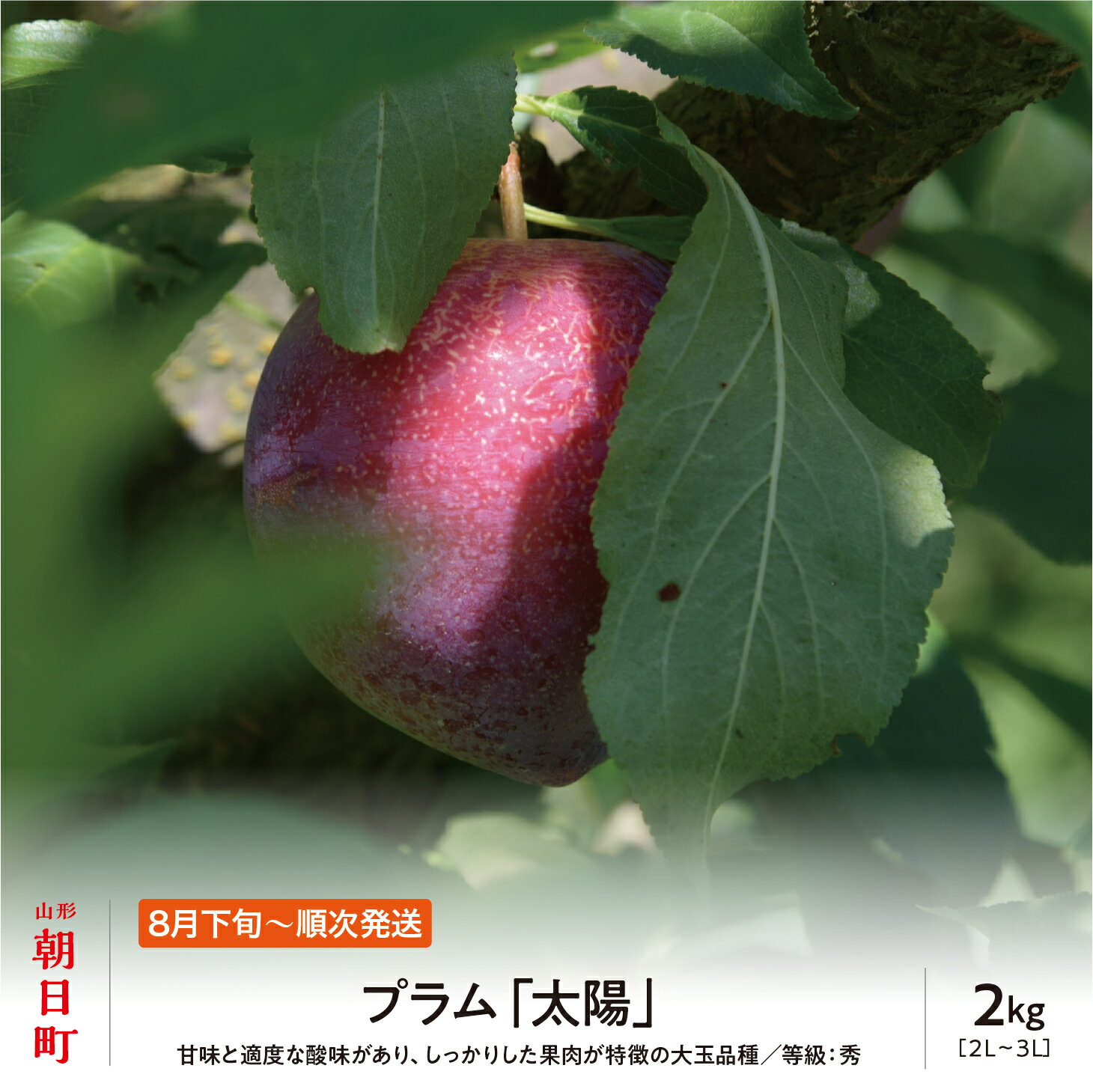 プラム 太陽 2kg 大玉 2L以上 秀品 化粧詰め 山形県 朝日町産 山形産 すもも スモモ フルーツ 果物 夏 送料無料