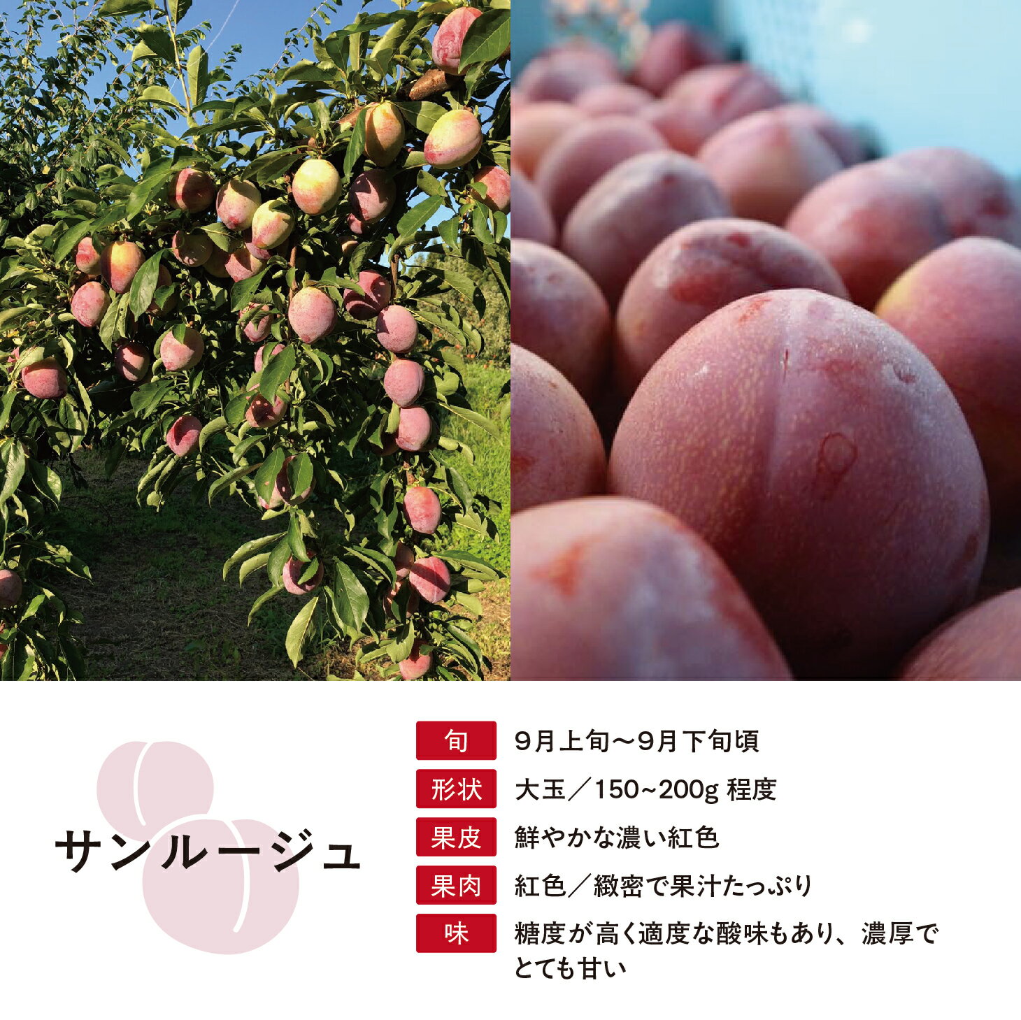 山形県朝日町の画像3