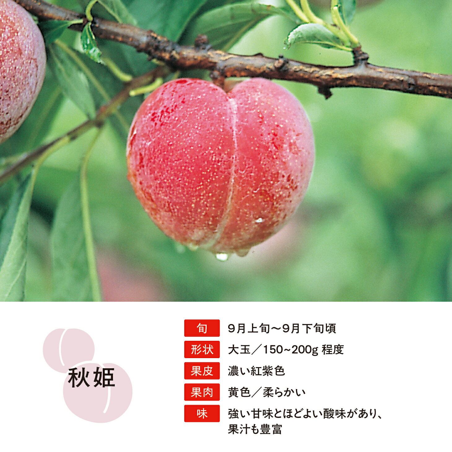 山形県朝日町の画像3