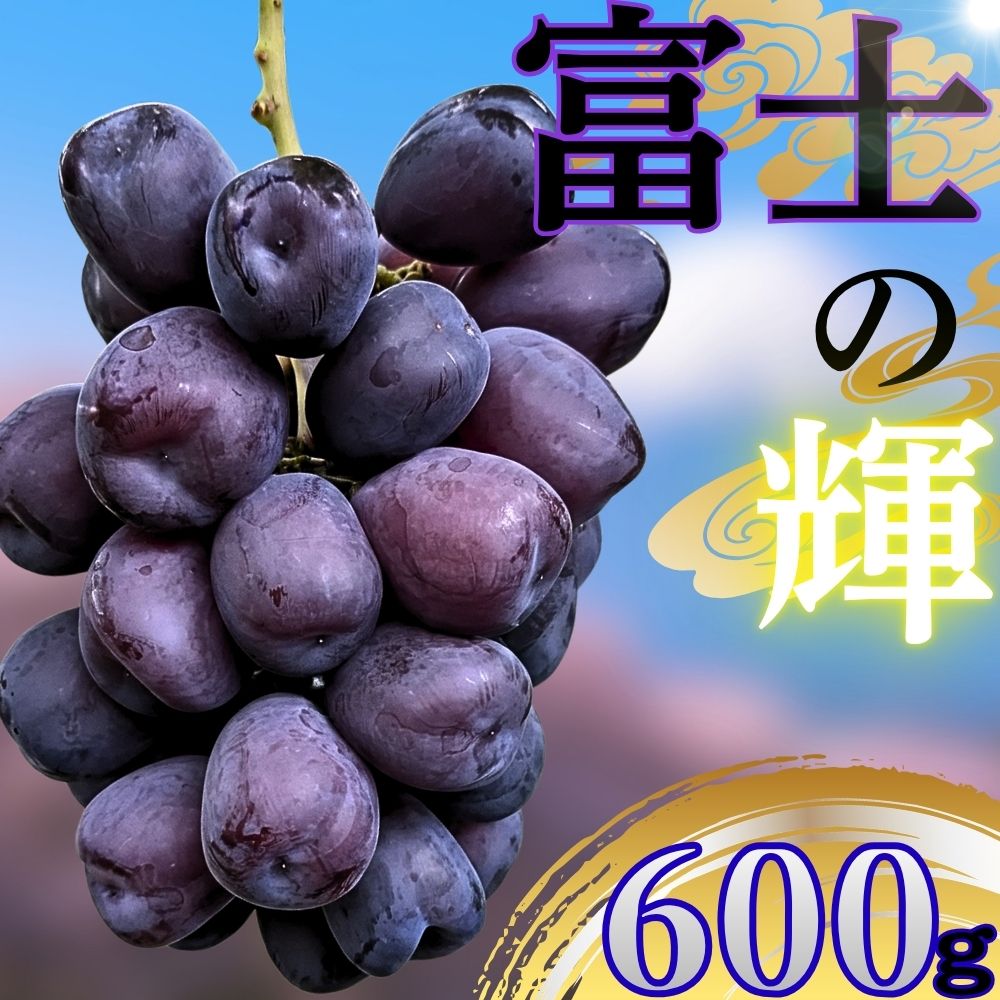 朝日町産 ぶどう 「富士の輝」選べる容量 600g 700g 特秀品 2026年産 農家直送 山形県 朝日町産 山形産 高級 ブドウ 葡萄 グレープ 果物 フルーツ 秋 送料無料