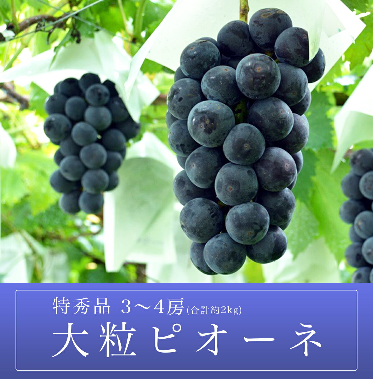 【ふるさと納税】ぶどう ピオーネ 2kg 3〜4房 特秀 農家直送 山形県 朝日町産 山形産 ブドウ 葡萄 グレープ 果物 フルーツ 秋 先行予約 送料無料