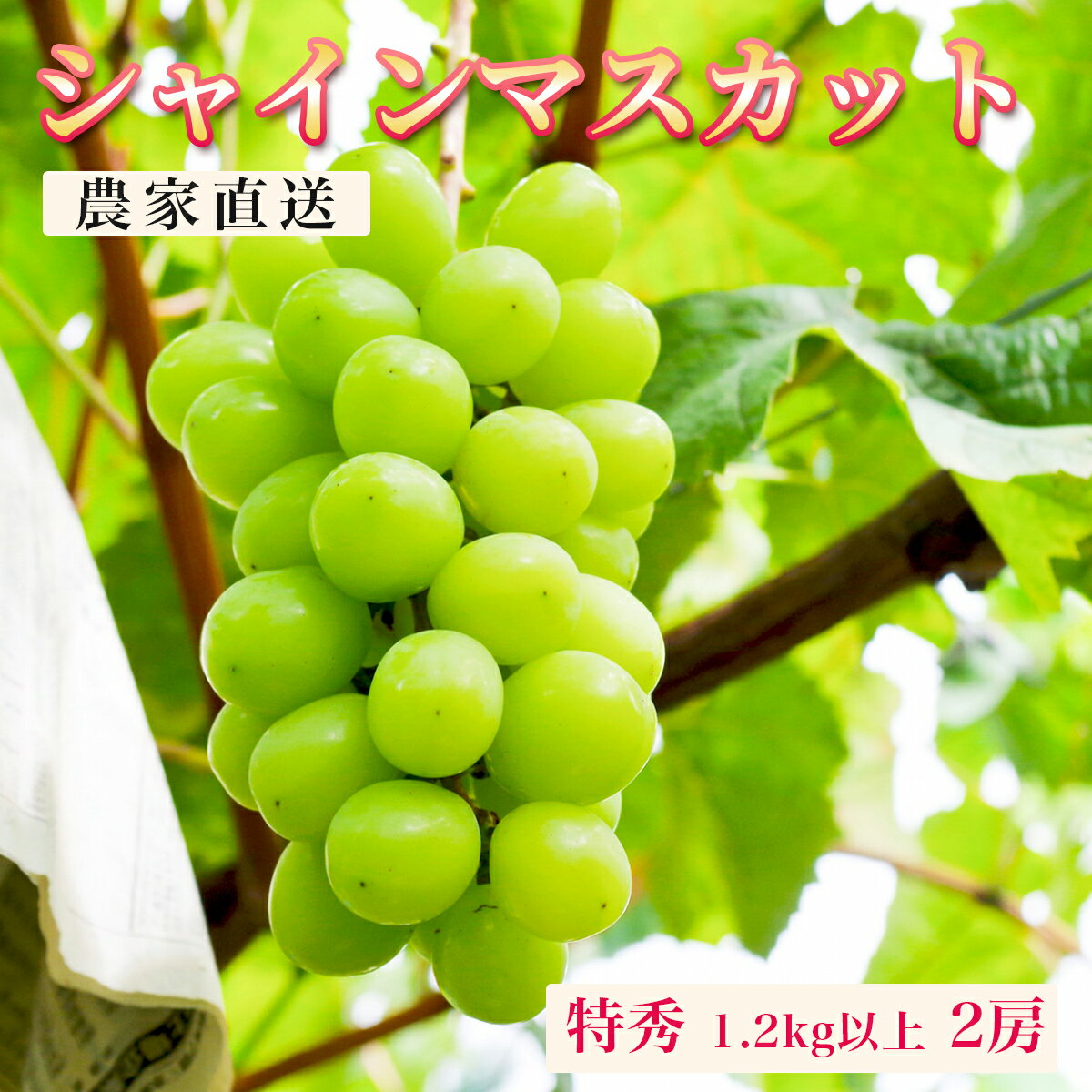【ふるさと納税】ぶどう シャインマスカット 特秀 1.2kg以上 2房 農家直送 山形県 朝日町産 山形産 ぶどう ブドウ 葡萄 果物 フルーツ 秋 先行予約 送料無料