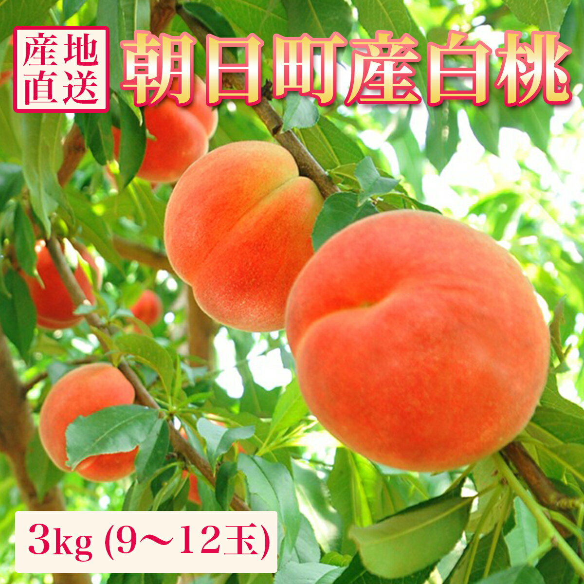 【ふるさと納税】 山形県 朝日町産 白桃 秀品 3kg 9～