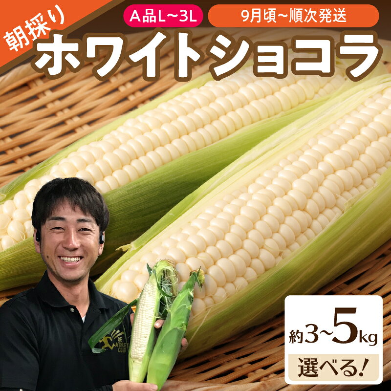 [先行受付]朝採りホワイトショコラ選べる内容量 約3kg、約5kg [2026年9月上旬頃〜発送予定][山形とうもろこし・大江町産・明石農園] とうもろこし トウモロコシ 白い 畑のスイーツ 産地直送