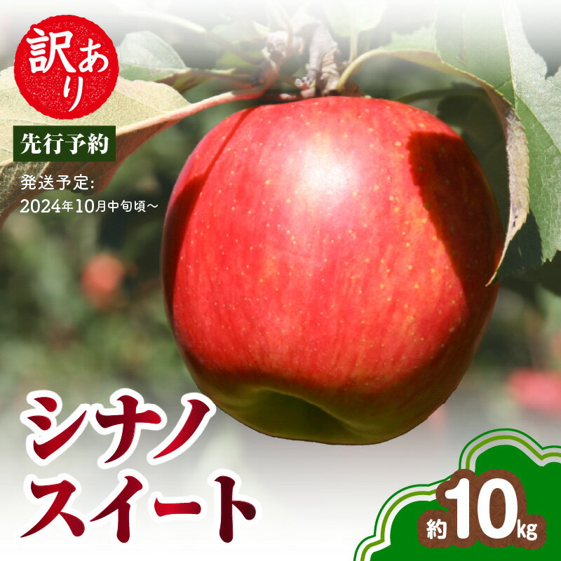 [先行予約]訳あり シナノスイート約10kg(28〜46玉)[2024年10月中旬頃〜発送予定][大江町産・山形りんご・りんご専科 清野哲生]