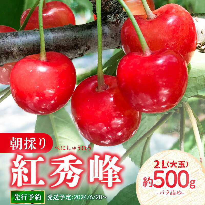 [先行予約]さくらんぼ 朝採り 大玉 紅秀峰 バラ 約500g [2024年6月20以降〜発送予定]