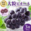 《先行予約》贈答規格 大粒ピオーネ3房約2kg