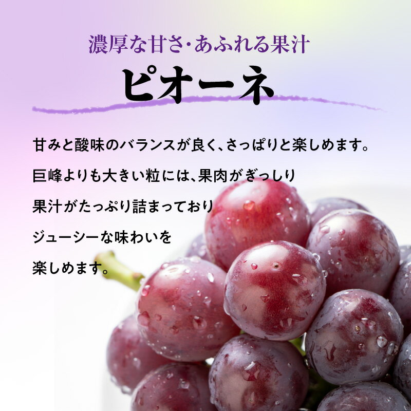【ふるさと納税】《先行受付》贈答規格 大粒ピオーネ 3～4房 約2kg【2026年9月中旬頃～発送予定】【山形ぶどう・大江町産・小林葡萄園】 山形県 大江町 葡萄 ぶどう ブドウ グレープ ピオーネ ぴおーね 大粒 フルーツ デザート 産地直送