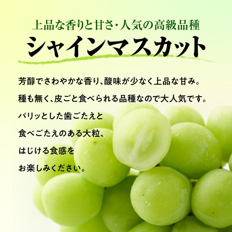 【ふるさと納税】《先行受付》贈答規格シャインマスカット 約1.4kg（2～3房）【2026年9月中旬頃～順次発送予定】【山形ぶどう・大江町産・小林葡萄園】 山形県 大江町 シャインマスカット 1.4キロ もぎたて 甘い ご褒美 フルーツ 果物 贈答