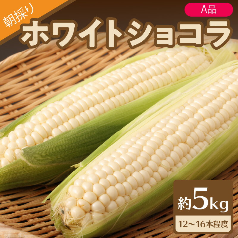 《先行予約》朝採りホワイトショコラ約5kg・A品L・12～16本程度 山形 とうもろこし 大江町産 明石農園 白いとうもろこし コーン スイートコーン 甘い 野菜 産地直送