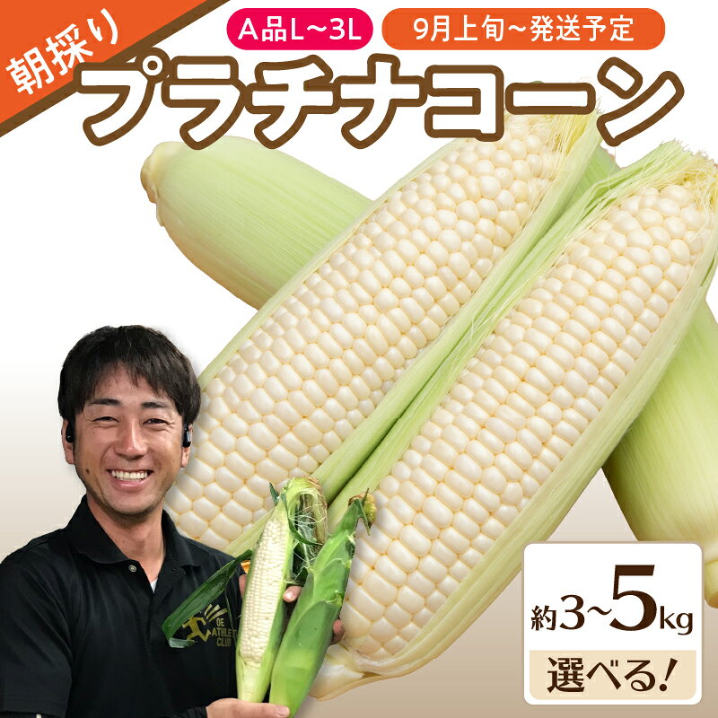 《先行受付》朝採りプラチナコーン約3kg~5kg・A品L～3L 【2026年9月上旬頃～発送予定】【山形とうもろこし・大江町産・明石農園】 山形県 大江町 とうもろこし トウモロコシ プラチナコーン 朝採り 新鮮 鮮度抜群 最短出荷