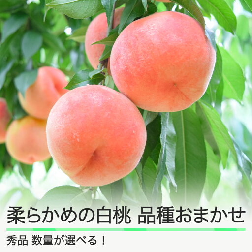 【ふるさと納税】先行予約 柔らかい白桃 品種おまかせ 数量を選べる 山形県産 2025年度産 令和7年 フルーツ 果実 送料無料 ry-mohts 【ふるさと納税】先行予約 柔らかい白桃 品種おまかせ 数量を選べる 山形県産 2025年度産 令和7年 フルーツ 果実 送料無料 ry-mohts