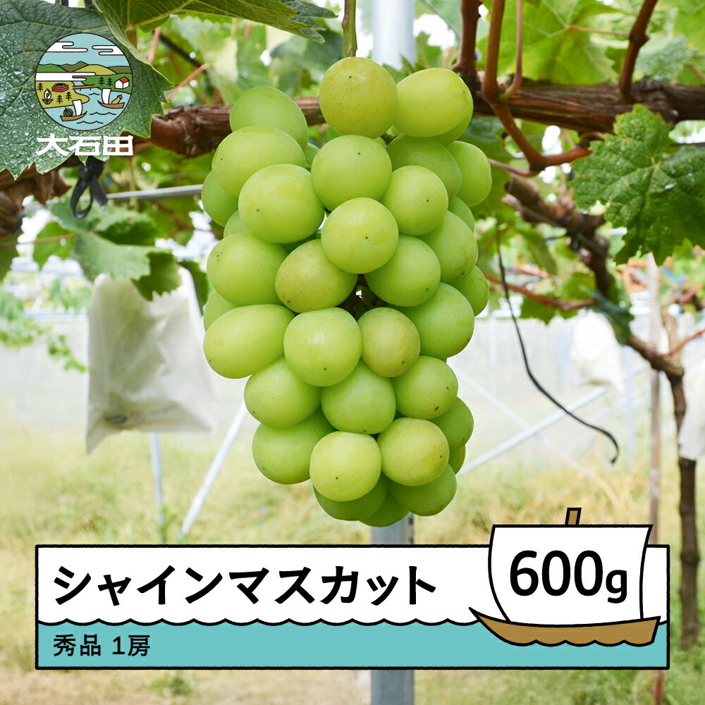 [先行予約] シャインマスカット 約600g 1房 令和8年産 2026年産 ぶどう ※沖縄・離島への配送不可