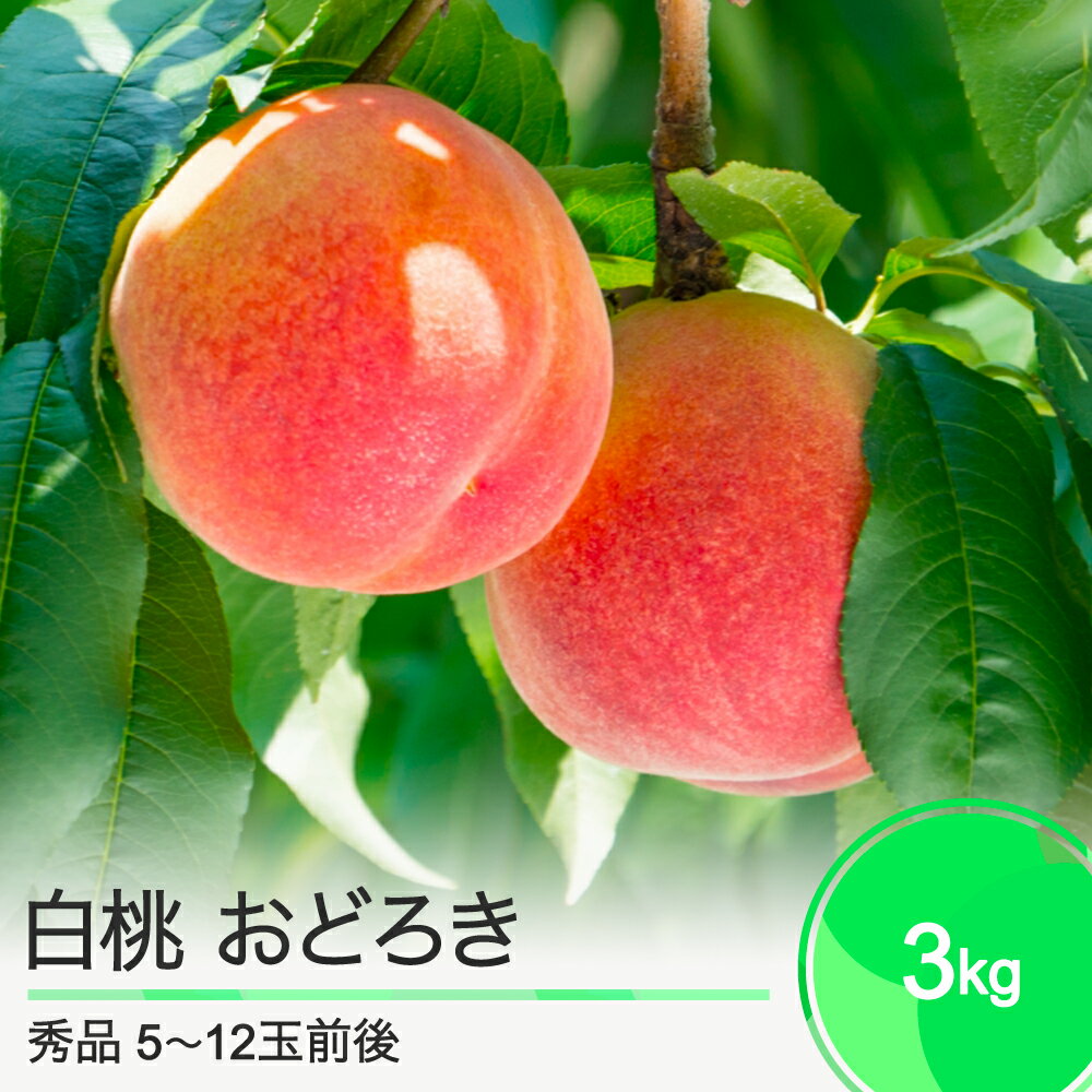 【ふるさと納税】先行予約 もも 桃 白桃 おどろき 3kg 山形県産 2026年産 令和8年産 フルーツ 果実 送料無料 ry-moodx3000