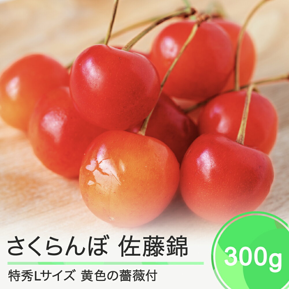 【ふるさと納税】 父の日 さくらんぼ 佐藤錦 特秀Lサイズ 黄色の薔薇付 プレゼント ギフト 化粧箱鏡詰め 300g 2024年産 山形県産 送料無料 サクランボ