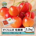 【ふるさと納税】 さくらんぼ 佐藤錦 6月上旬〜下旬発送 秀Mサイズ バラ詰め 1.2kg(600g×2箱) 2026年産 山形県産 送料無料 サクランボ
